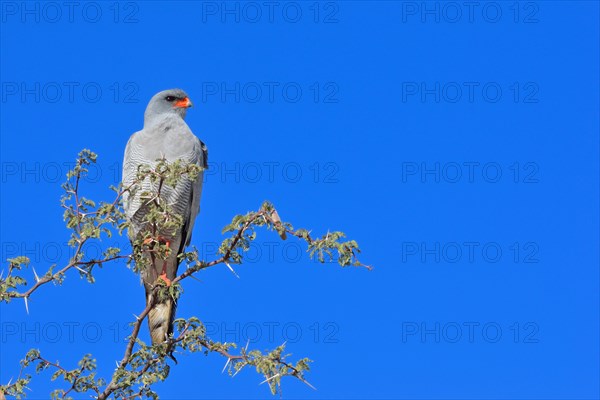 Pale Chanting Goshawk