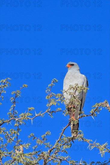 Pale Chanting Goshawk