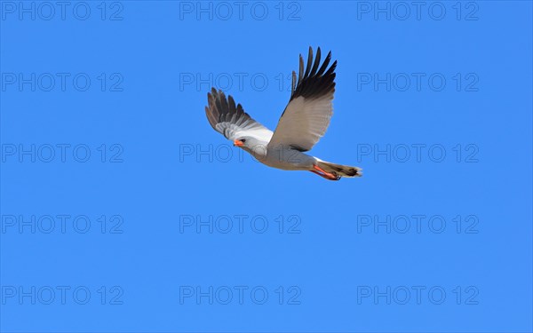 Pale Chanting Goshawk