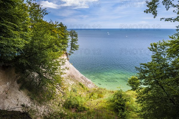 Chalk cliffs with beech grove