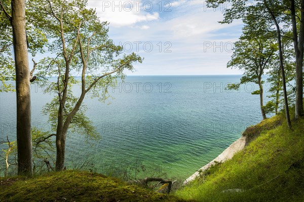 Chalk cliffs with beech grove