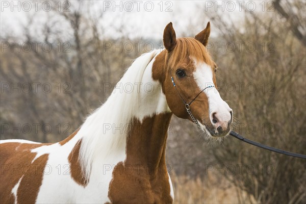 Piebald pinto stallion