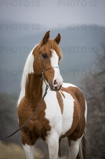 Piebald pinto stallion