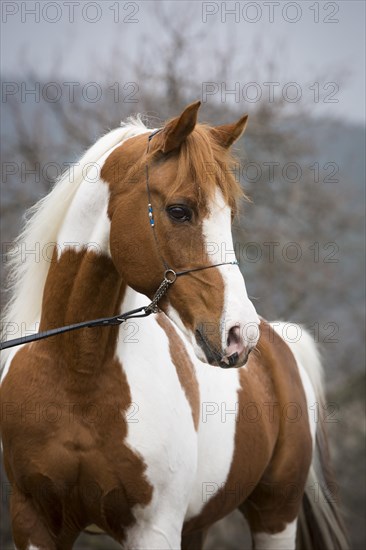 Piebald pinto stallion