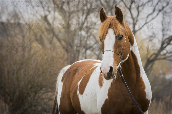 Piebald pinto stallion