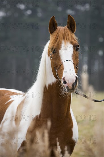 Piebald pinto stallion