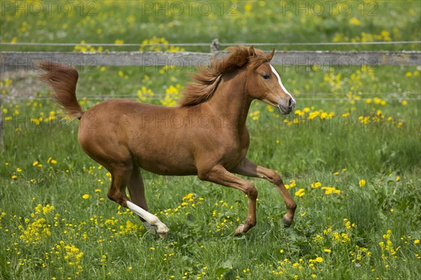 Arabian yearling mare galloping in meadow