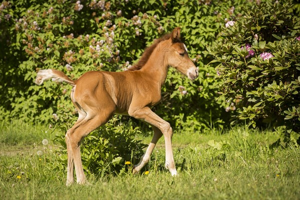 Arabian chestnut filly taking first steps