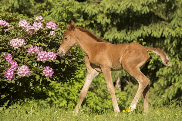 Arabian chestnut filly taking first steps