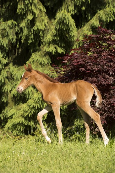 Arabian chestnut filly taking first steps