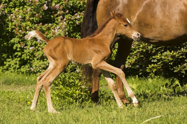 Arabian chestnut filly with its mother