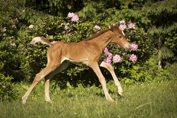 Arabian chestnut filly taking first steps