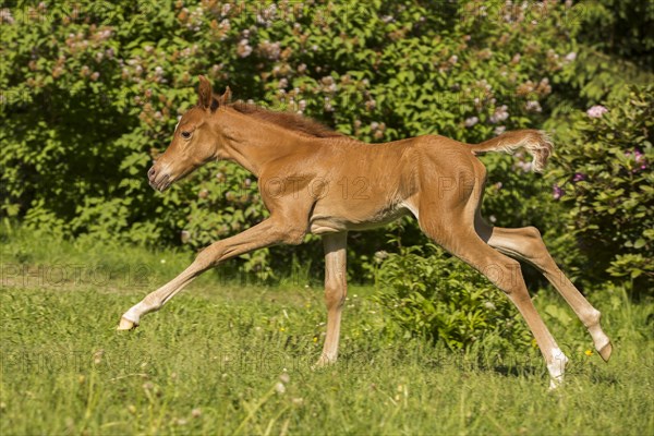 Arabian chestnut filly