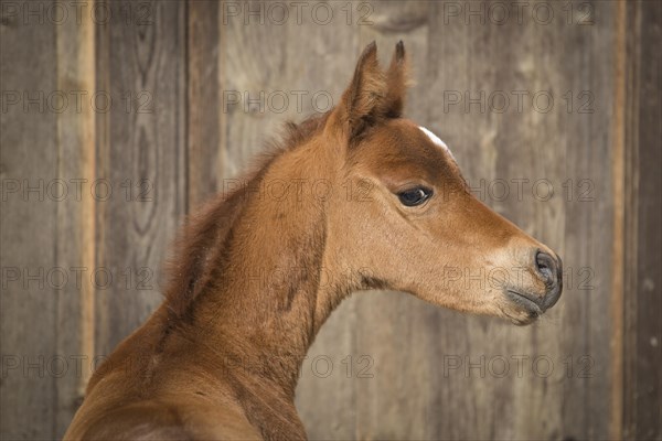 Arabian chestnut filly