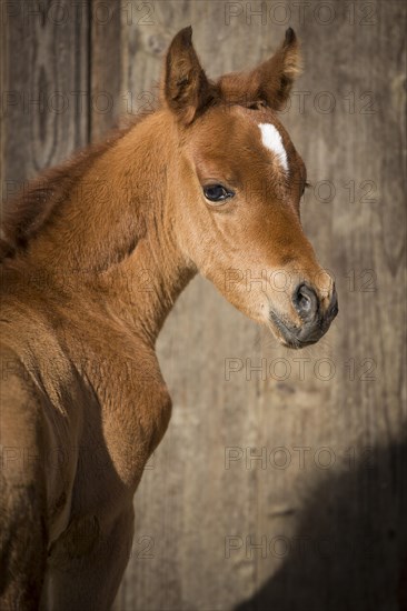 Arabian chestnut filly