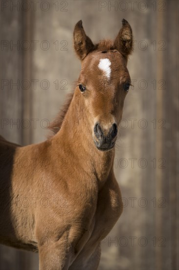 Arabian chestnut filly