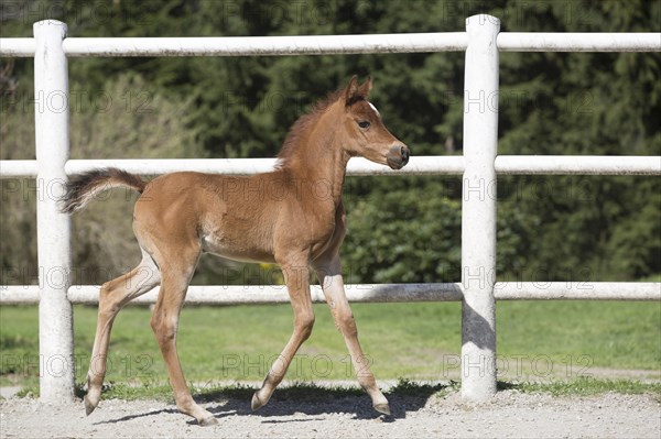 Arabian filly