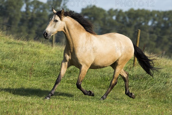 Lusitano mare galloping