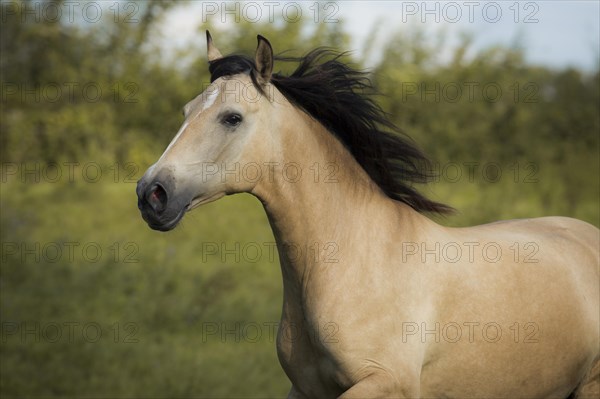 Lusitano mare