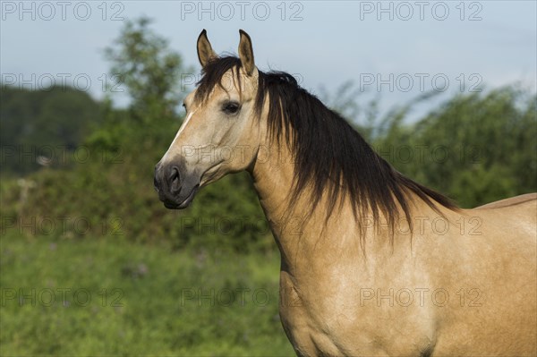 Lusitano mare