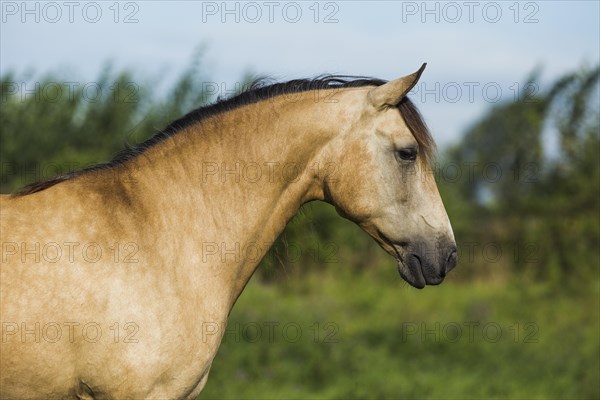 Lusitano mare