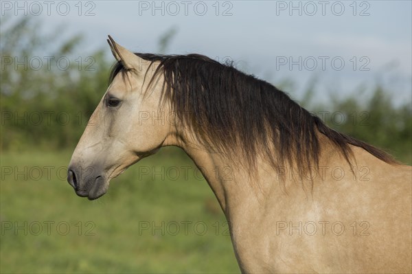 Lusitano mare