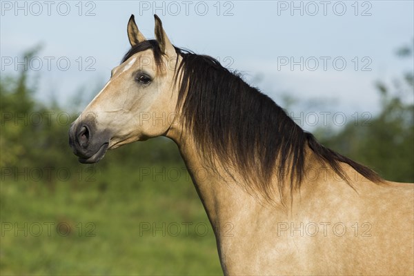 Lusitano mare