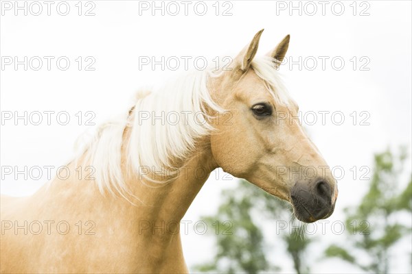 Palomino warmblood mare