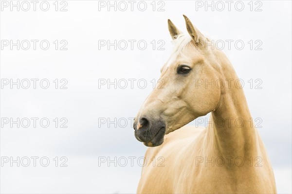 Palomino warmblood mare