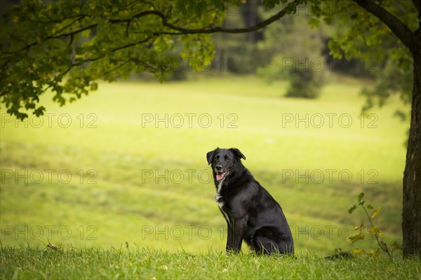 Black Labrador mixed breed