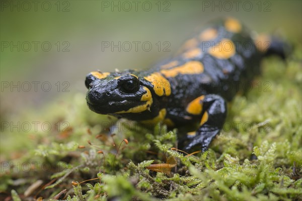 Fire Salamander