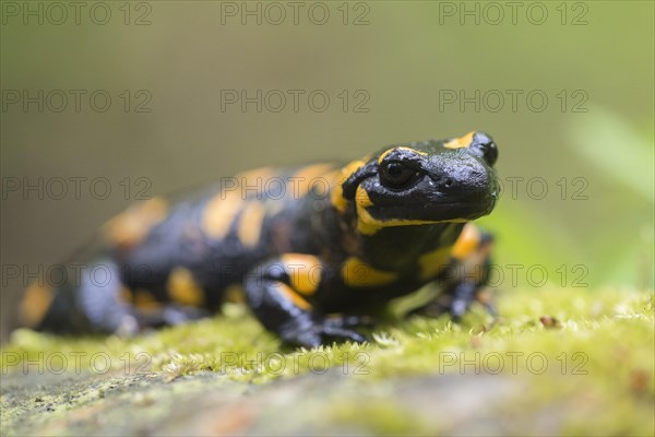 Fire Salamander