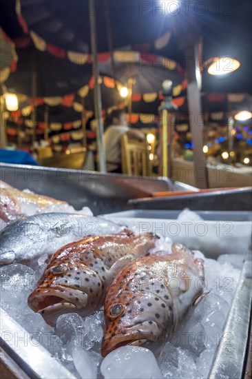 Red snapper on ice