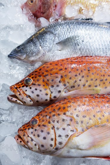 Red snapper on ice