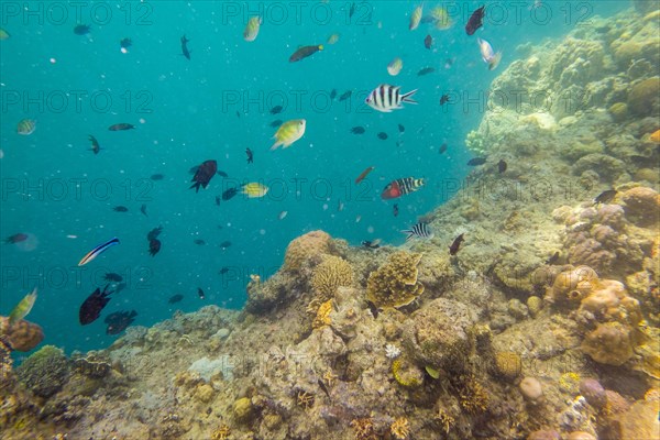 Underwater view of Coral Eden off the coast of Coron Island