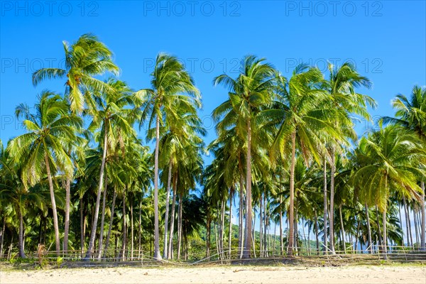 Palm trees along the white sand beach at Nacpan Beach