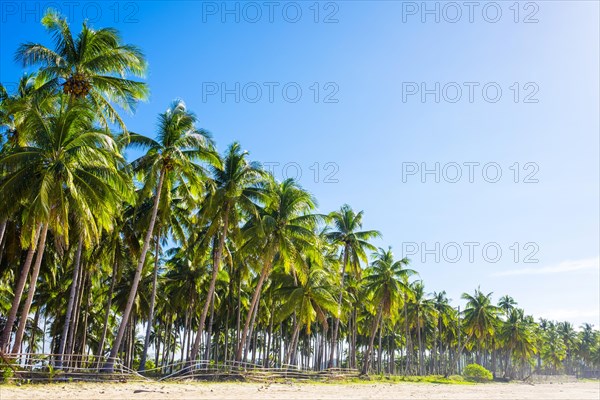 Palm trees along the white sand beach at Nacpan Beach