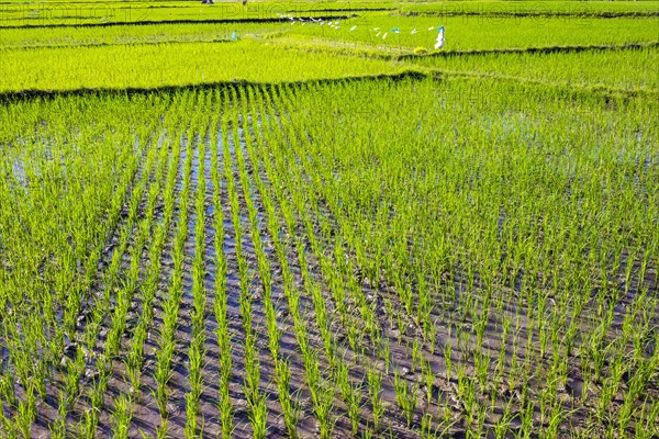 Lush green rice fields