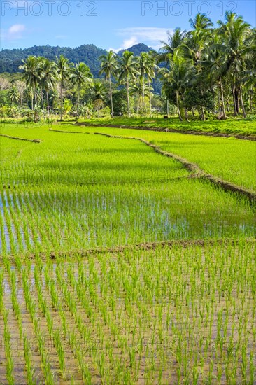 Lush green rice fields