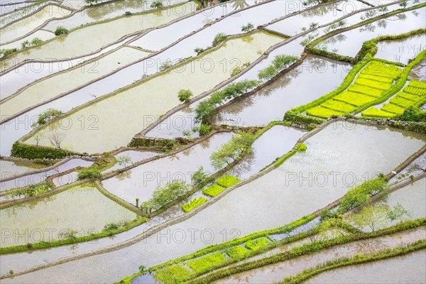 Elevated view of flooded rice terraces during early spring planting season