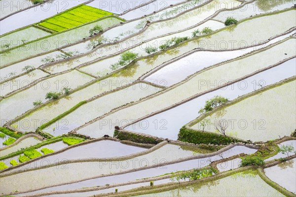 Elevated view of flooded rice terraces during early spring planting season