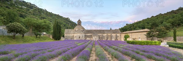 Lavender fields in full bloom in early July in front of Abbaye de Senanque Abbey at sunrise