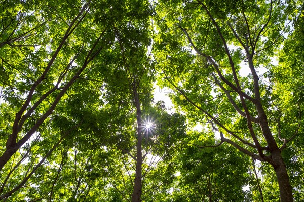 Sunlight through Rubber Trees or Para Rubber Trees