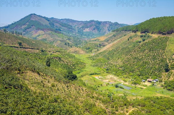 Coffee plantations in Central Highlands