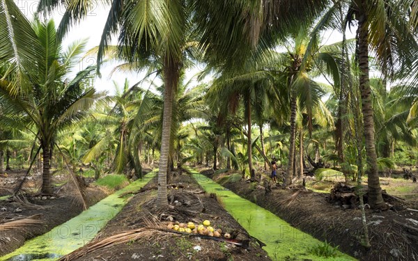 Coconut palm