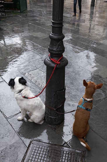 Two mixed breed dogs in the rain