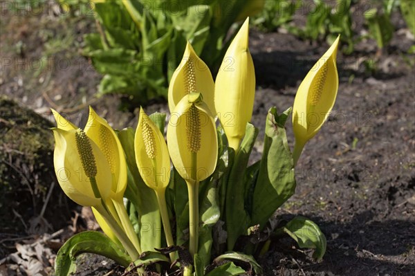 Yellow Skunk Cabbage