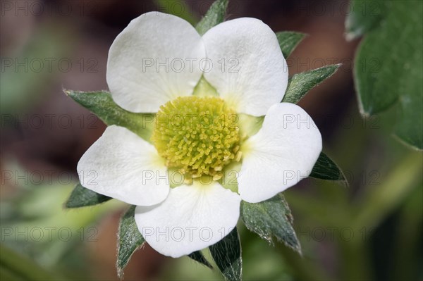 Garden-woodland strawberry hybrid