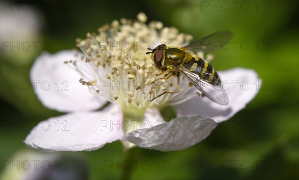 Hoverfly