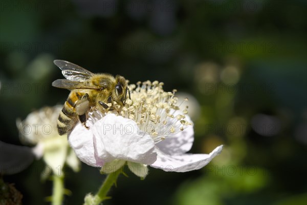 European honey bee